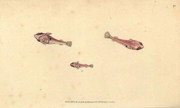Two-spotted clingfish, Diplecogaster bimaculata bimaculata