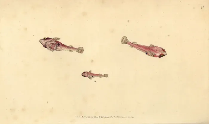 Framed Print : Two-spotted clingfish, Diplecogaster bimaculata bimaculata Framed Print : Two-spotted clingfish, Diplecogaster bimaculata bimaculata