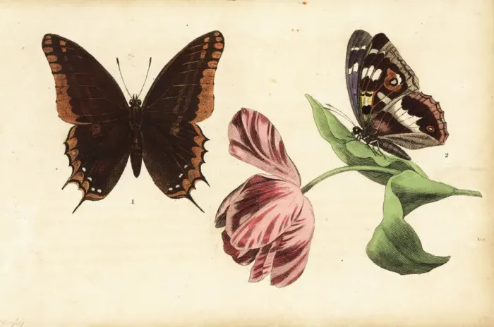 Framed Print : Two-tailed pasha, Charaxes jasius 1 and purple Framed Print : Two-tailed pasha, Charaxes jasius 1 and purple