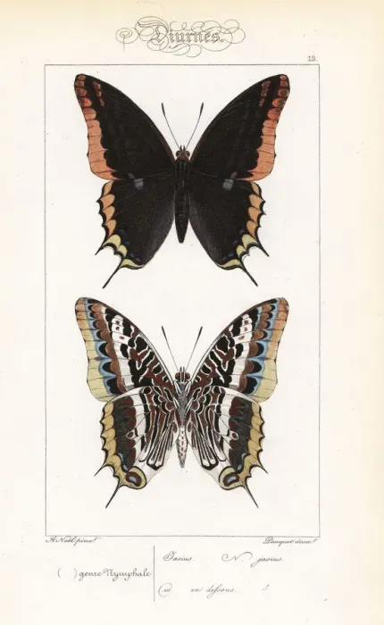 Framed Print : Two-tailed pasha or foxy emperor, Charaxes jasius Framed Print : Two-tailed pasha or foxy emperor, Charaxes jasius
