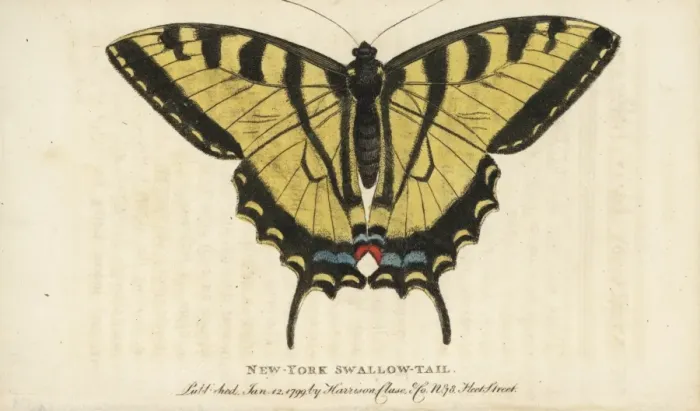 Framed Print : Two-tailed swallowtail butterfly, Papilio multicaudata Framed Print : Two-tailed swallowtail butterfly, Papilio multicaudata