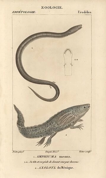 Two-toed amphiuma and wooper looper or axolotl