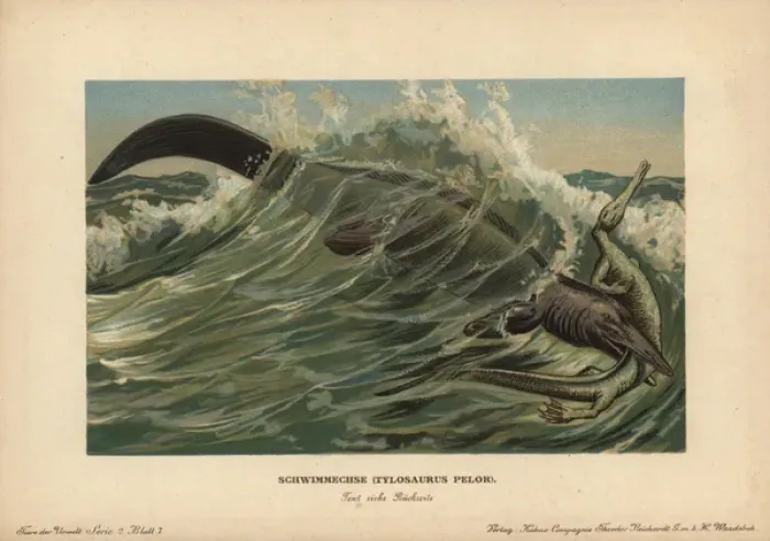 Framed Print : Tylosaurus pelor, a type of mosasaur, a large Framed Print : Tylosaurus pelor, a type of mosasaur, a large
