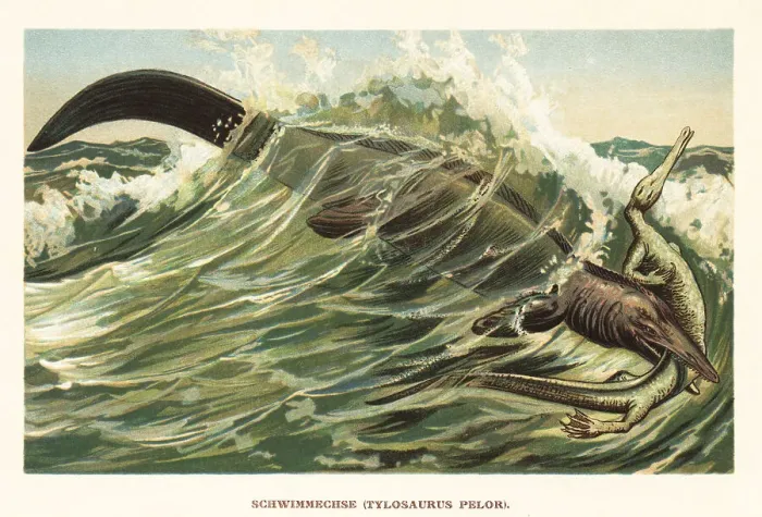 Framed Print : Tylosaurus species hunting a Rhynchocephalia species Framed Print : Tylosaurus species hunting a Rhynchocephalia species