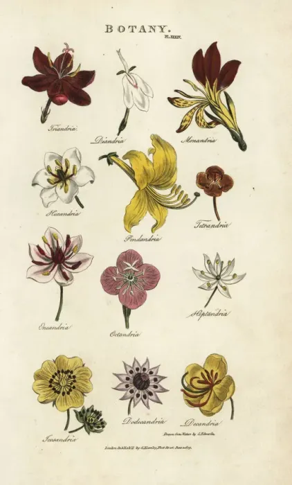 Framed Print : Types of flowers: Triandria, Diandria, Hexandria Framed Print : Types of flowers: Triandria, Diandria, Hexandria