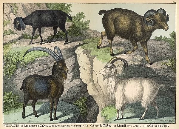 Four types of goat