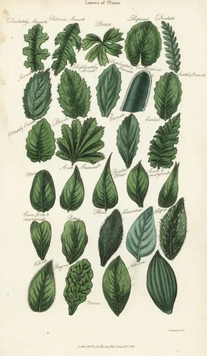 Framed Print : Types of leaves of plants Framed Print : Types of leaves of plants