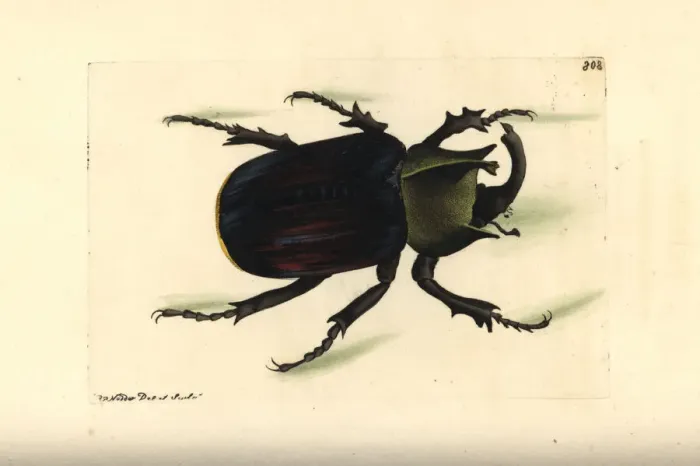 Framed Print : Typhon beetle, Scarabaeus typhon Framed Print : Typhon beetle, Scarabaeus typhon
