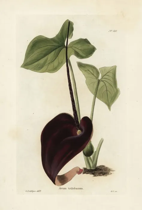 Framed Print : Typhonium trilobatum Framed Print : Typhonium trilobatum