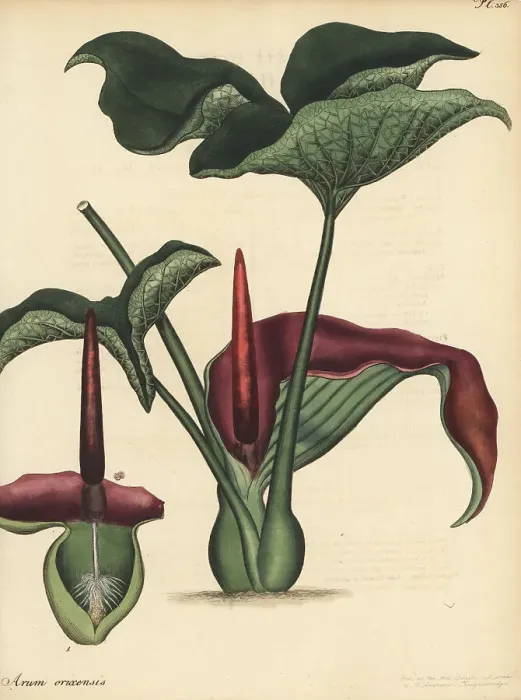 Framed Print : Typhonium trilobatum Framed Print : Typhonium trilobatum
