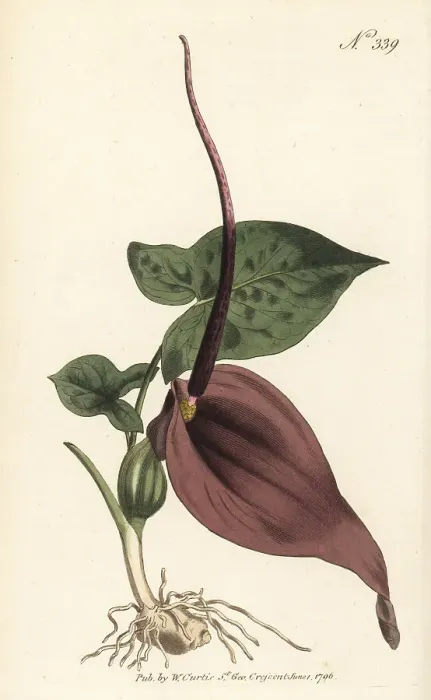 Framed Print : Typhonium trilobatum Framed Print : Typhonium trilobatum