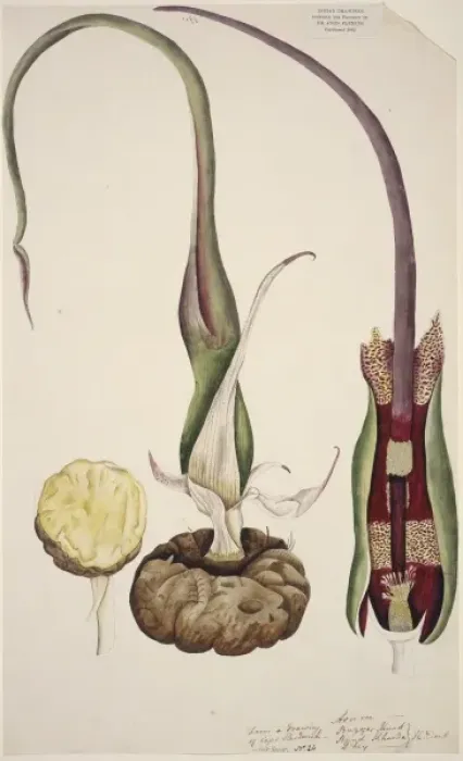 Framed Print : Typhonium venosum, voodoo lily Framed Print : Typhonium venosum, voodoo lily