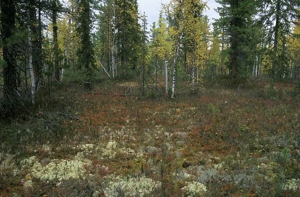 Typical taiga forest floor in Autumn with lichens