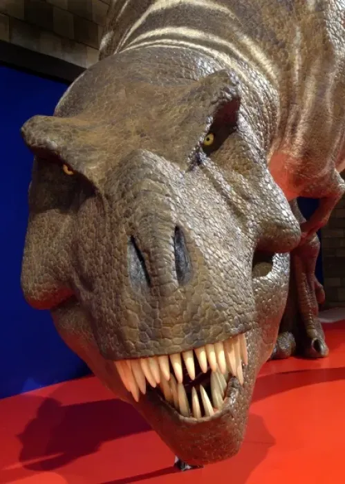 Framed Print : Tyrannosaurus rex Framed Print : Tyrannosaurus rex