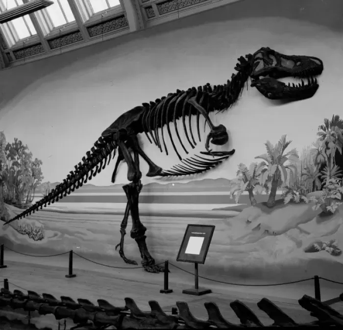 Framed Print : Tyrannosaurus rex Framed Print : Tyrannosaurus rex