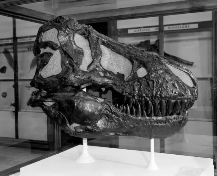 Framed Print : Tyrannosaurus rex Framed Print : Tyrannosaurus rex