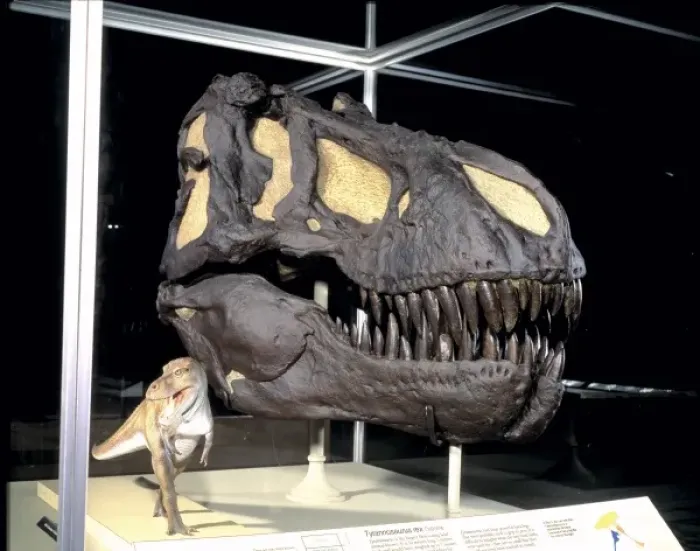Framed Print : Tyrannosaurus rex Framed Print : Tyrannosaurus rex