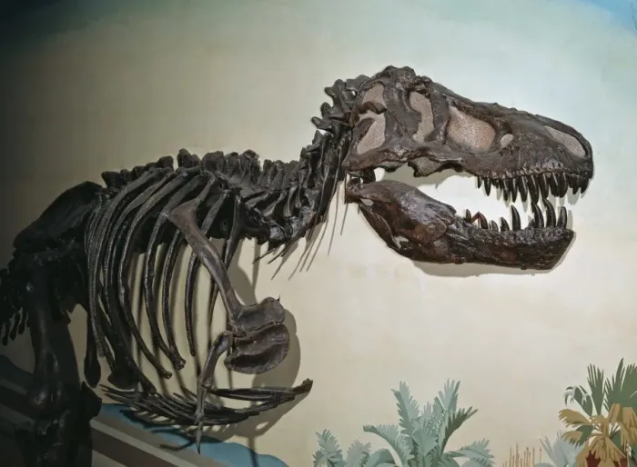 Framed Print : Tyrannosaurus rex Framed Print : Tyrannosaurus rex