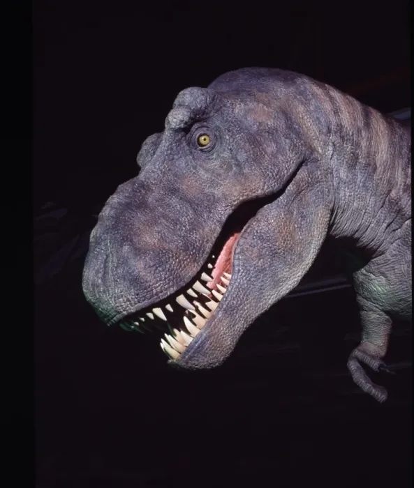 Framed Print : Tyrannosaurus rex Framed Print : Tyrannosaurus rex
