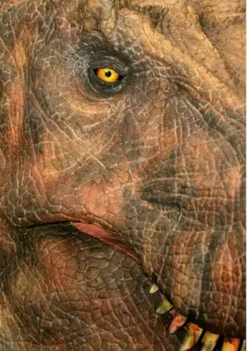 Framed Print : Tyrannosaurus rex Framed Print : Tyrannosaurus rex