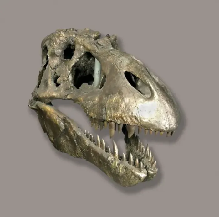 Framed Print : Tyrannosaurus rex skull Framed Print : Tyrannosaurus rex skull