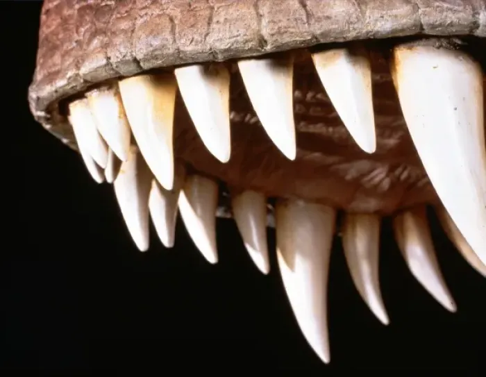 Framed Print : Tyrannosaurus rex teeth Framed Print : Tyrannosaurus rex teeth