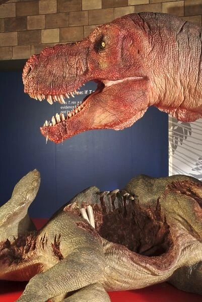 Tyrannosaurus rex with Triceratops