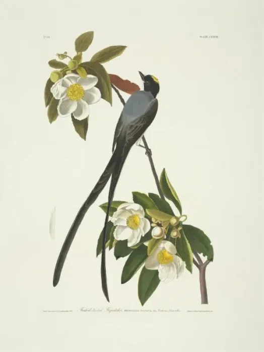 Framed Print : Tyrannus savana, fork-tailed flycatcher Framed Print : Tyrannus savana, fork-tailed flycatcher