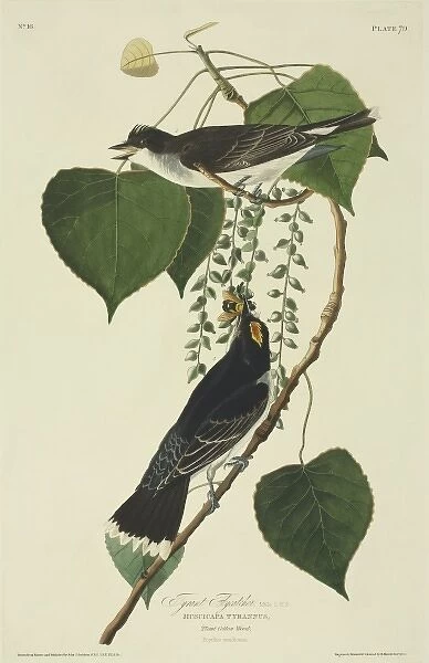 Tyrannus tyrannus, eastern kingbird