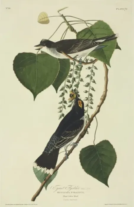 Framed Print : Tyrannus tyrannus, eastern kingbird Framed Print : Tyrannus tyrannus, eastern kingbird