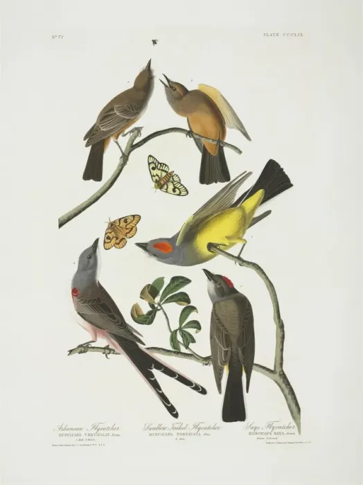 Framed Print : Tyrannus verticalis, Tyrannus forficatus, Sayornis saya Framed Print : Tyrannus verticalis, Tyrannus forficatus, Sayornis saya
