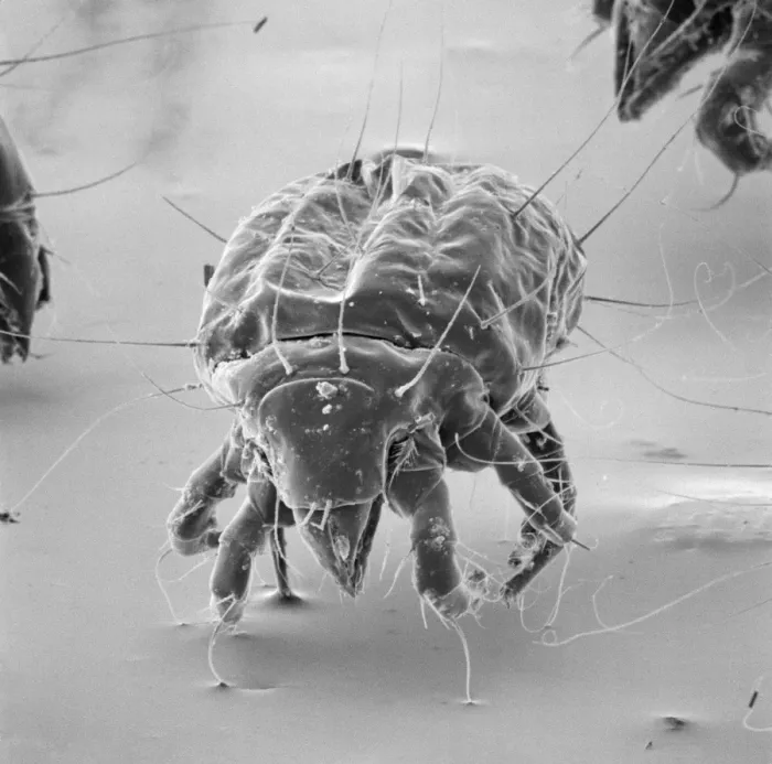 Framed Print : Tyrophagus casei, cheese mite Framed Print : Tyrophagus casei, cheese mite