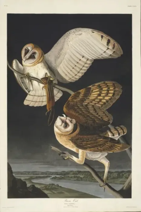 Framed Print : Tyto alba, barn owl Framed Print : Tyto alba, barn owl