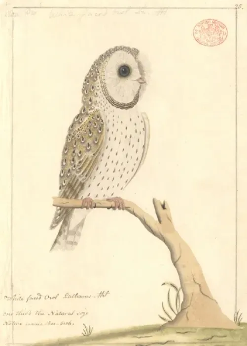 Framed Print : Tyto alba, barn owl Framed Print : Tyto alba, barn owl