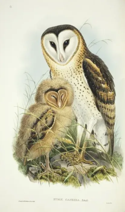 Framed Print : Tyto capensis, grass owl Framed Print : Tyto capensis, grass owl