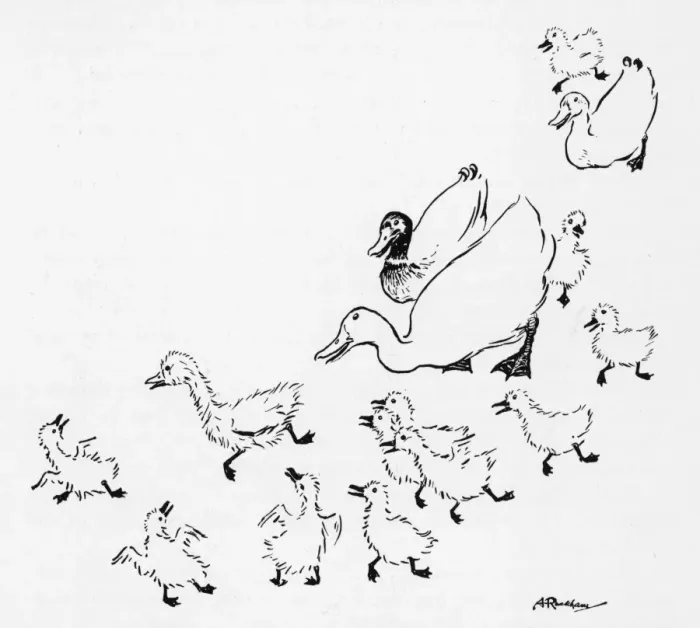 Framed Print : Ugly Duckling 1 Framed Print : Ugly Duckling 1