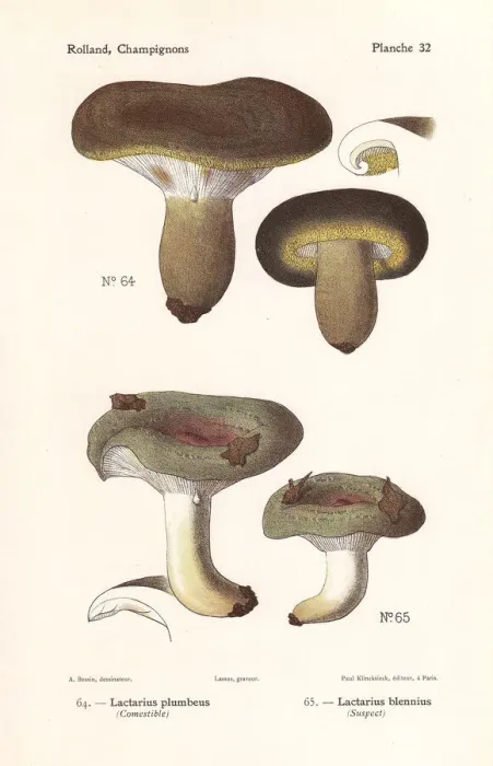 Framed Print : Ugly milkcap and slimy milkcap Framed Print : Ugly milkcap and slimy milkcap