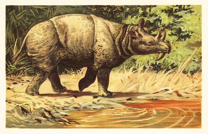 Framed Print : Uintatherium anceps, extinct herbivorous mammal of the Eocene Framed Print : Uintatherium anceps, extinct herbivorous mammal of the Eocene