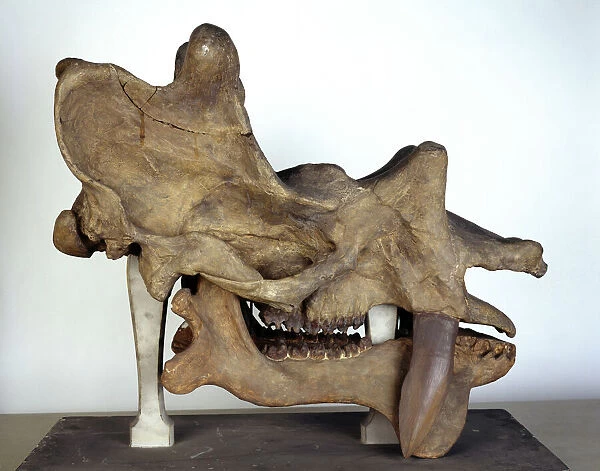 Uintatherium skull. Skull measures 740 mm left to right