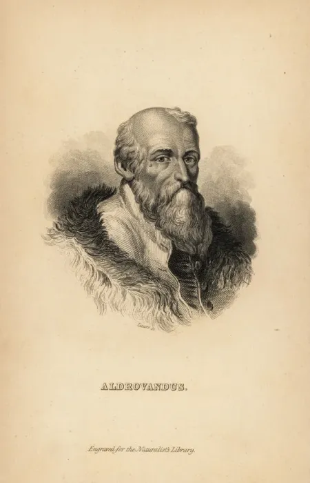Framed Print : Ulisse Aldrovandi or Aldrovandus (1522 -1605) Framed Print : Ulisse Aldrovandi or Aldrovandus (1522 -1605)