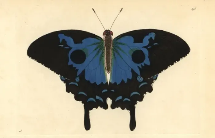 Framed Print : Ulysses butterfly, Papilio ulysses Framed Print : Ulysses butterfly, Papilio ulysses
