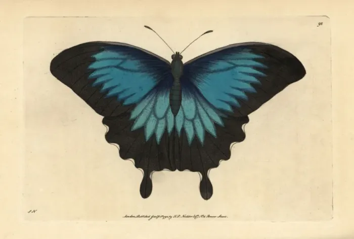 Framed Print : Ulysses butterfly, Papilio ulysses Framed Print : Ulysses butterfly, Papilio ulysses