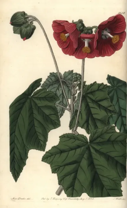Framed Print : Umbel-flowered mallow, Phymosia umbellata Framed Print : Umbel-flowered mallow, Phymosia umbellata