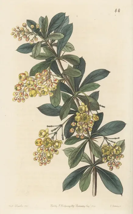 Framed Print : Umbellate berberry, Berberis umbellata Framed Print : Umbellate berberry, Berberis umbellata