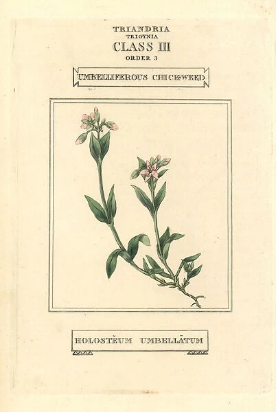 Umbelliferous chickweed, Holosteum umbellatum