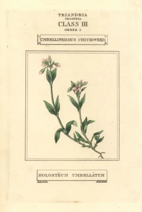 Framed Print : Umbelliferous chickweed, Holosteum umbellatum Framed Print : Umbelliferous chickweed, Holosteum umbellatum