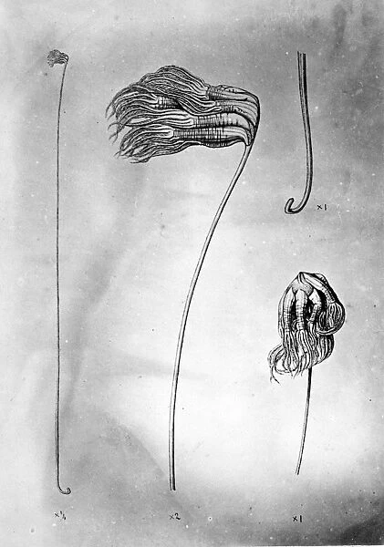 Umbellula thomsoni, deep-ocean sea pen