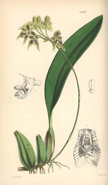 Umbrella bulbophyllum orchid, Bulbophyllum umbellatum