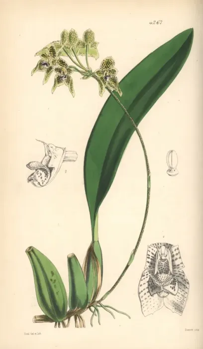 Framed Print : Umbrella bulbophyllum orchid, Bulbophyllum umbellatum Framed Print : Umbrella bulbophyllum orchid, Bulbophyllum umbellatum