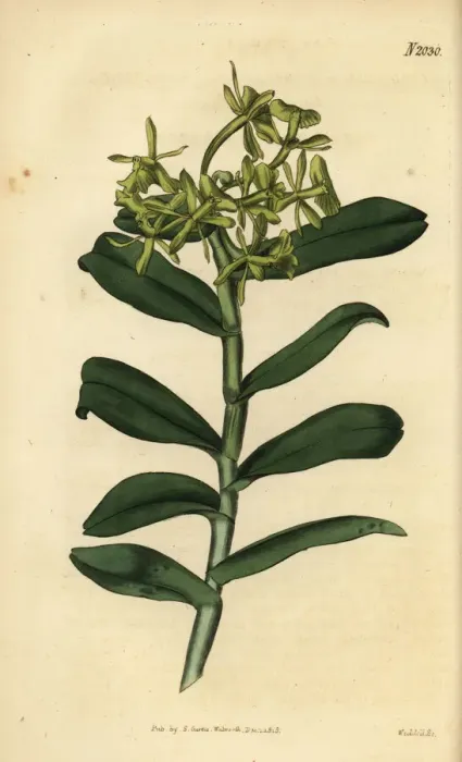 Framed Print : Umbrella epidendrum orchid, Epidendrum umbelliferum Framed Print : Umbrella epidendrum orchid, Epidendrum umbelliferum